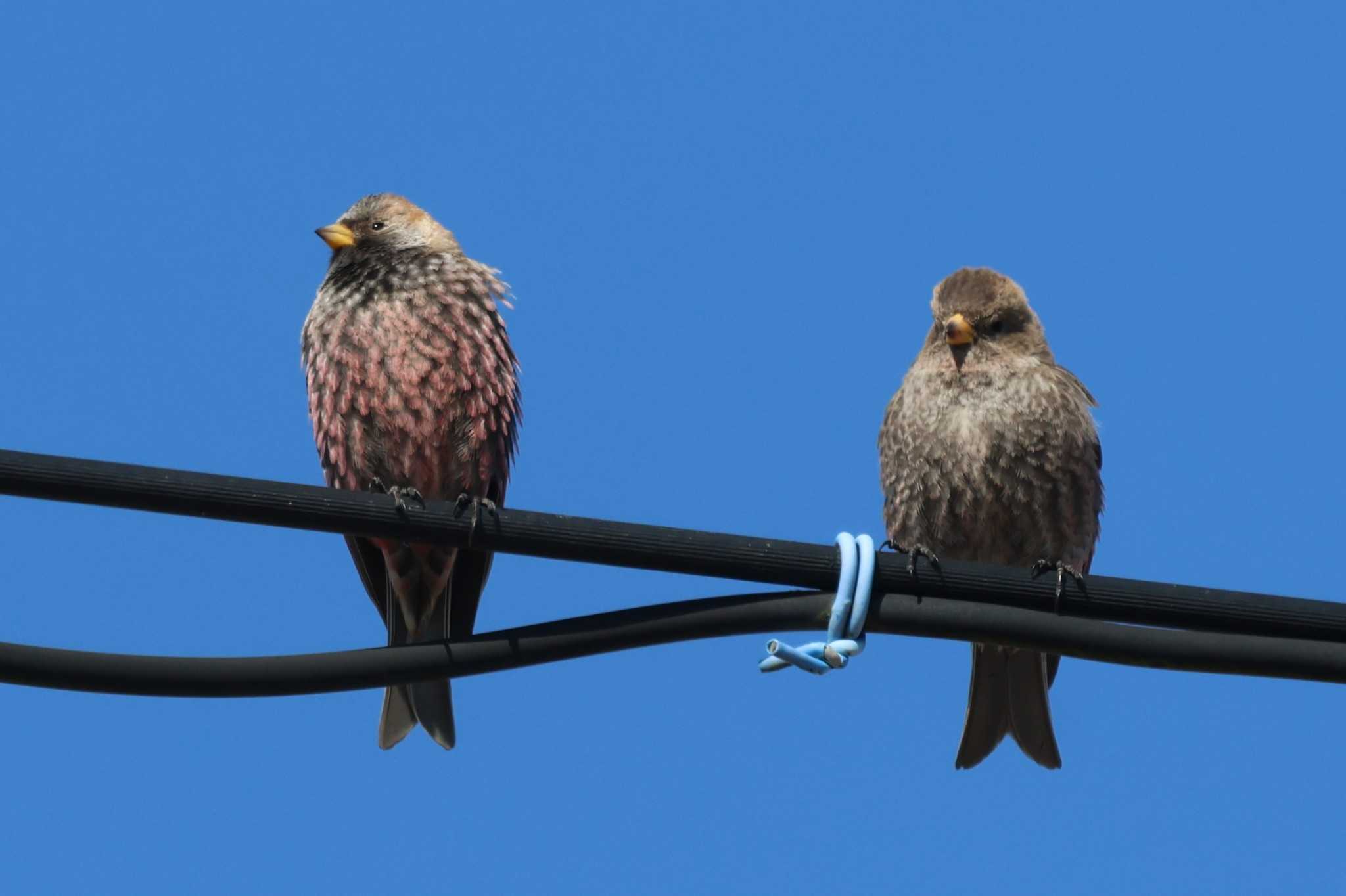 Photo of Asian Rosy Finch at Notsuke Peninsula by ぼぼぼ