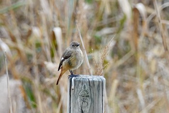 Daurian Redstart Sambanze Tideland Sun, 12/2/2018