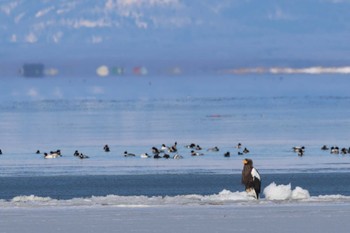 Steller's Sea Eagle Notsuke Peninsula Fri, 2/23/2024