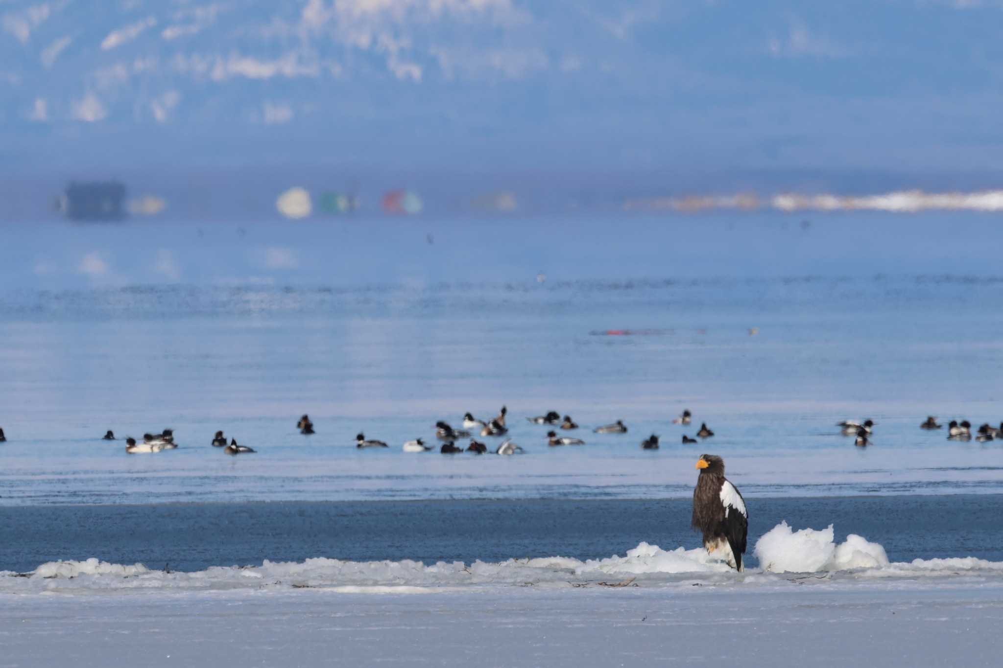 Steller's Sea Eagle