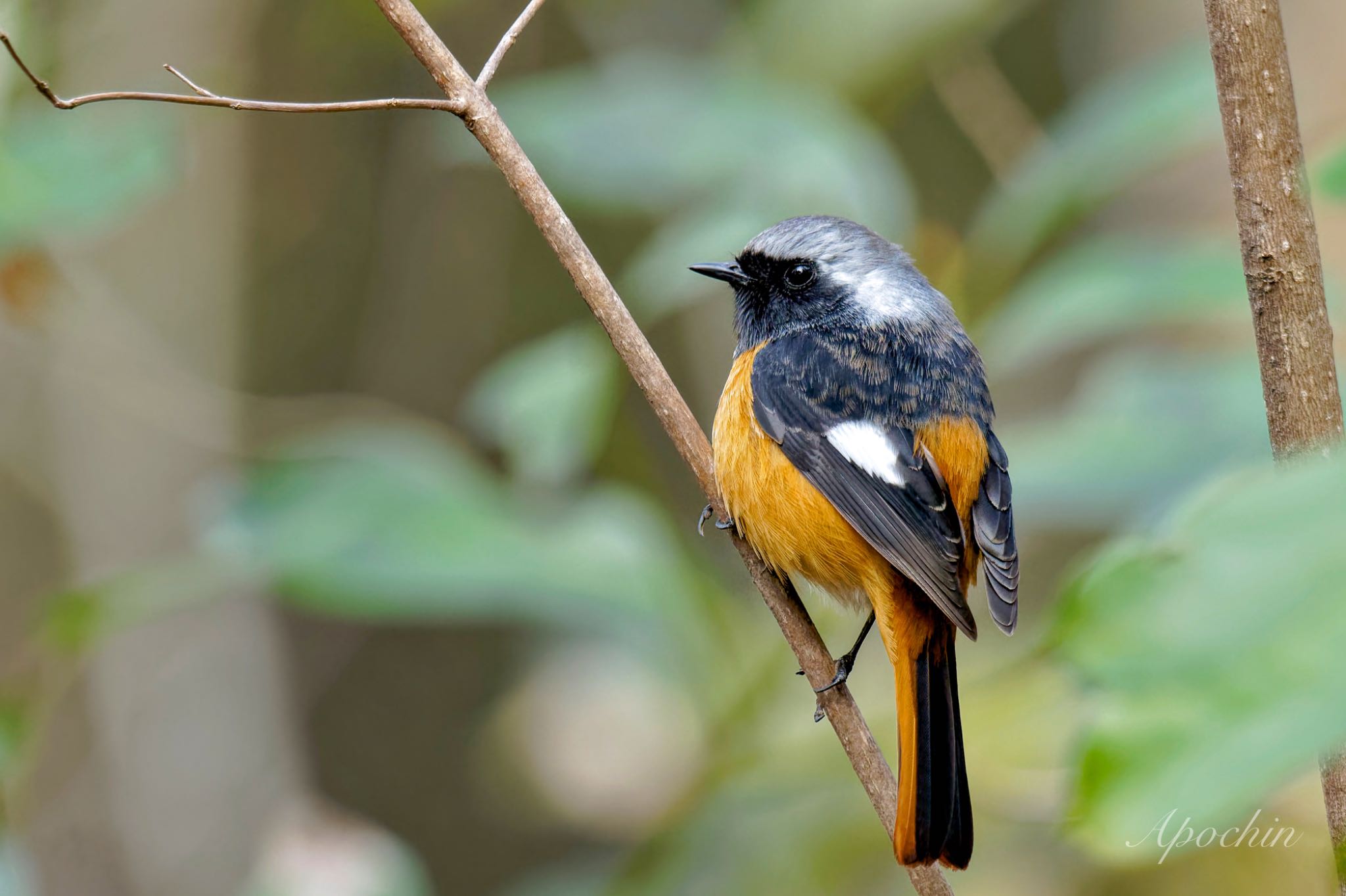 Daurian Redstart