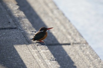 Common Kingfisher 芥川 Sat, 3/2/2024