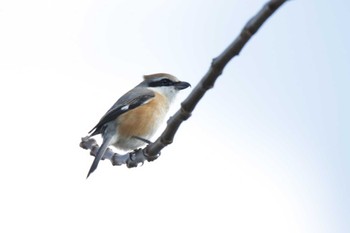 Bull-headed Shrike 津之江公園 Sat, 3/2/2024