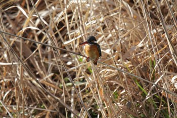 カワセミ 芥川 2024年3月2日(土)