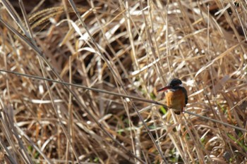 Common Kingfisher 芥川 Sat, 3/2/2024