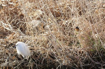 Common Kingfisher 芥川 Sat, 3/2/2024