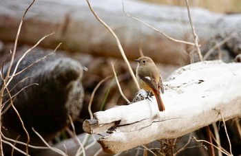 Daurian Redstart Sambanze Tideland Sun, 12/2/2018