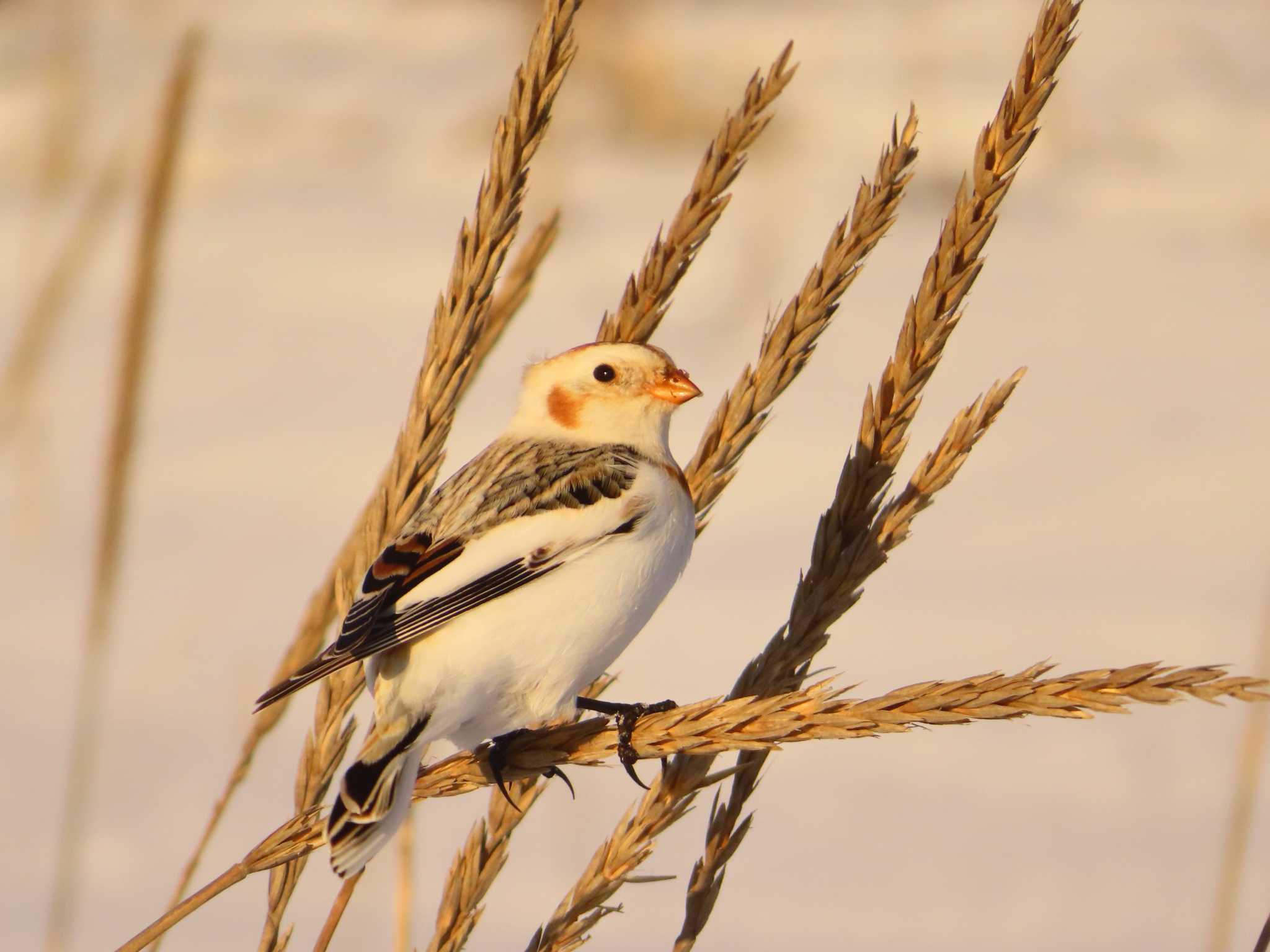 Photo of Snow Bunting at 鵡川河口 by ゆ