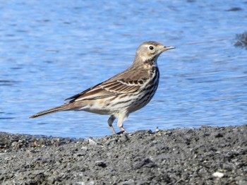 Water Pipit Unknown Spots Thu, 2/1/2024