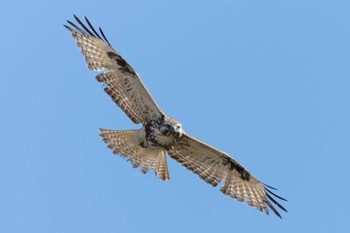 Eastern Buzzard 六郷橋緑地 Sun, 3/3/2024