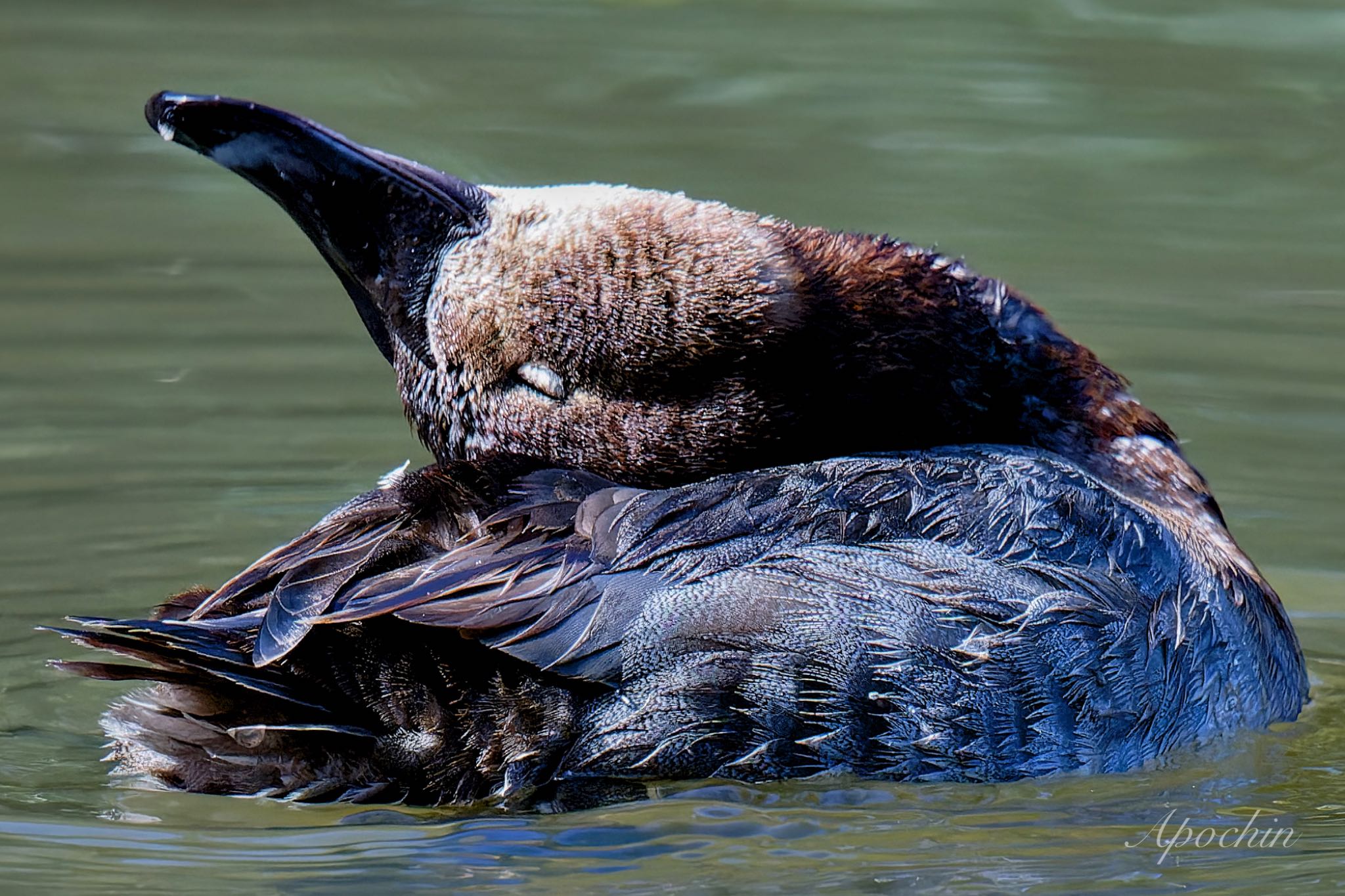 Common Pochard