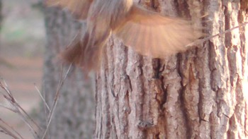 Mon, 3/4/2024 Birding report at 貝塚憩の森(千葉市)