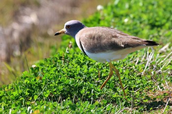 ケリ 浮島ヶ原自然公園 2024年3月3日(日)