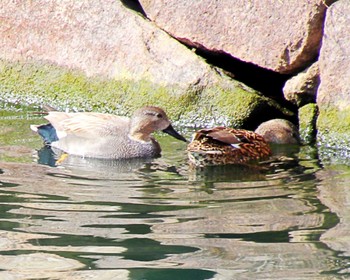 オカヨシガモ 大阪城公園 2024年2月27日(火)