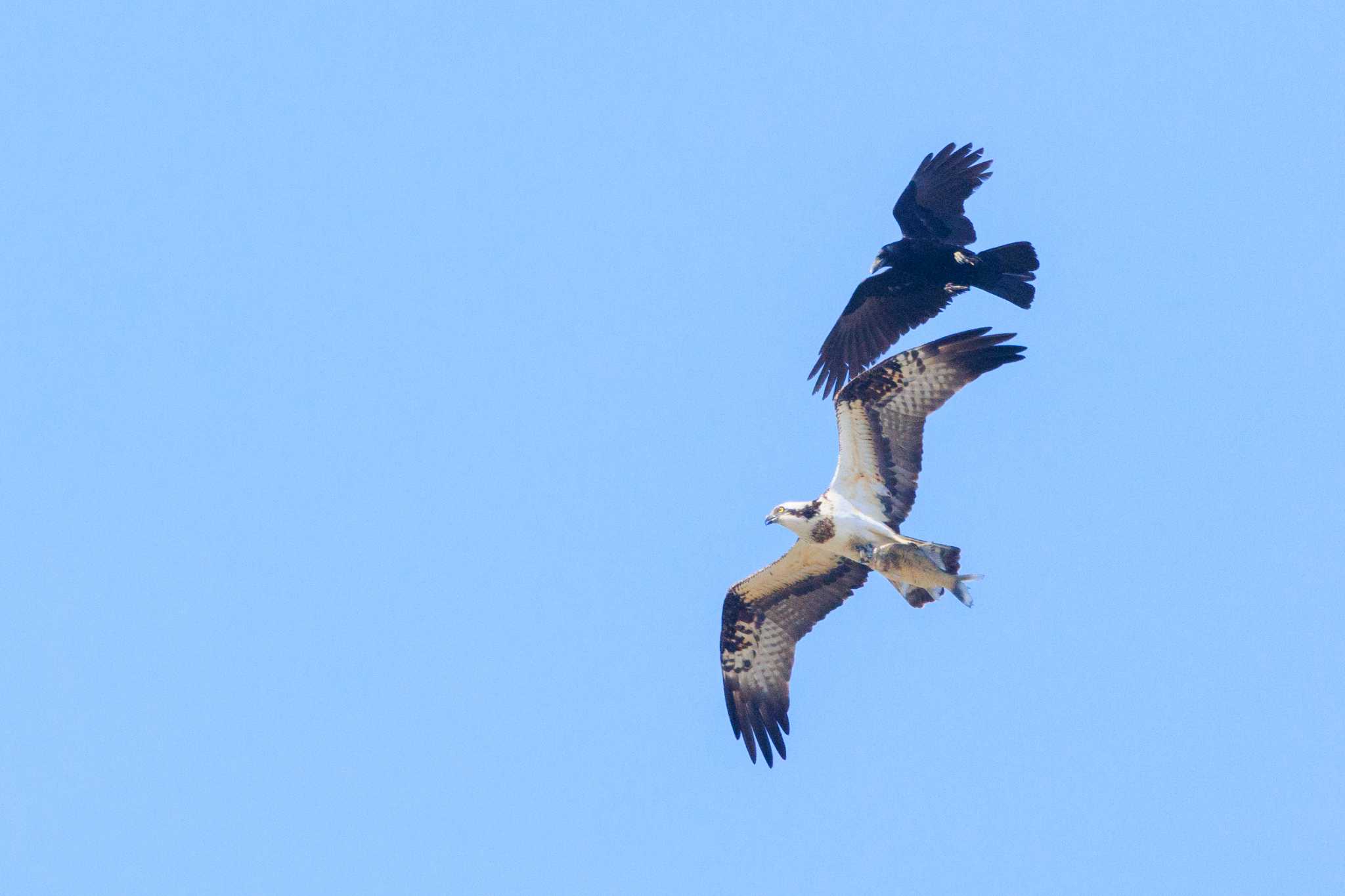 Photo of Osprey at 溝ヶ沢池 by ときのたまお