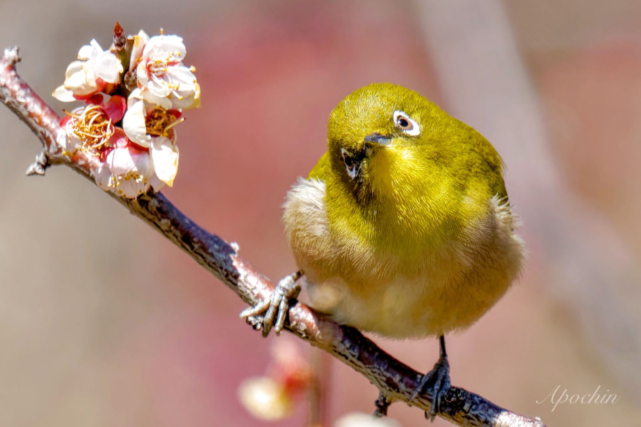 Photo of Warbling White-eye at Shinjuku Gyoen National Garden by アポちん