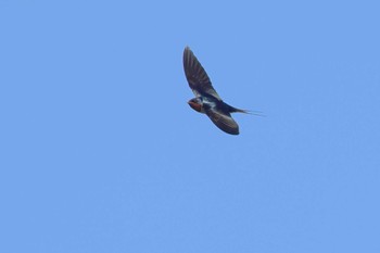 Barn Swallow 愛知県 Wed, 2/28/2024