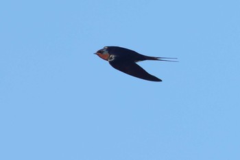 Barn Swallow 愛知県 Wed, 2/28/2024