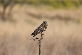 Short-eared Owl 埼玉県 Sun, 3/3/2024