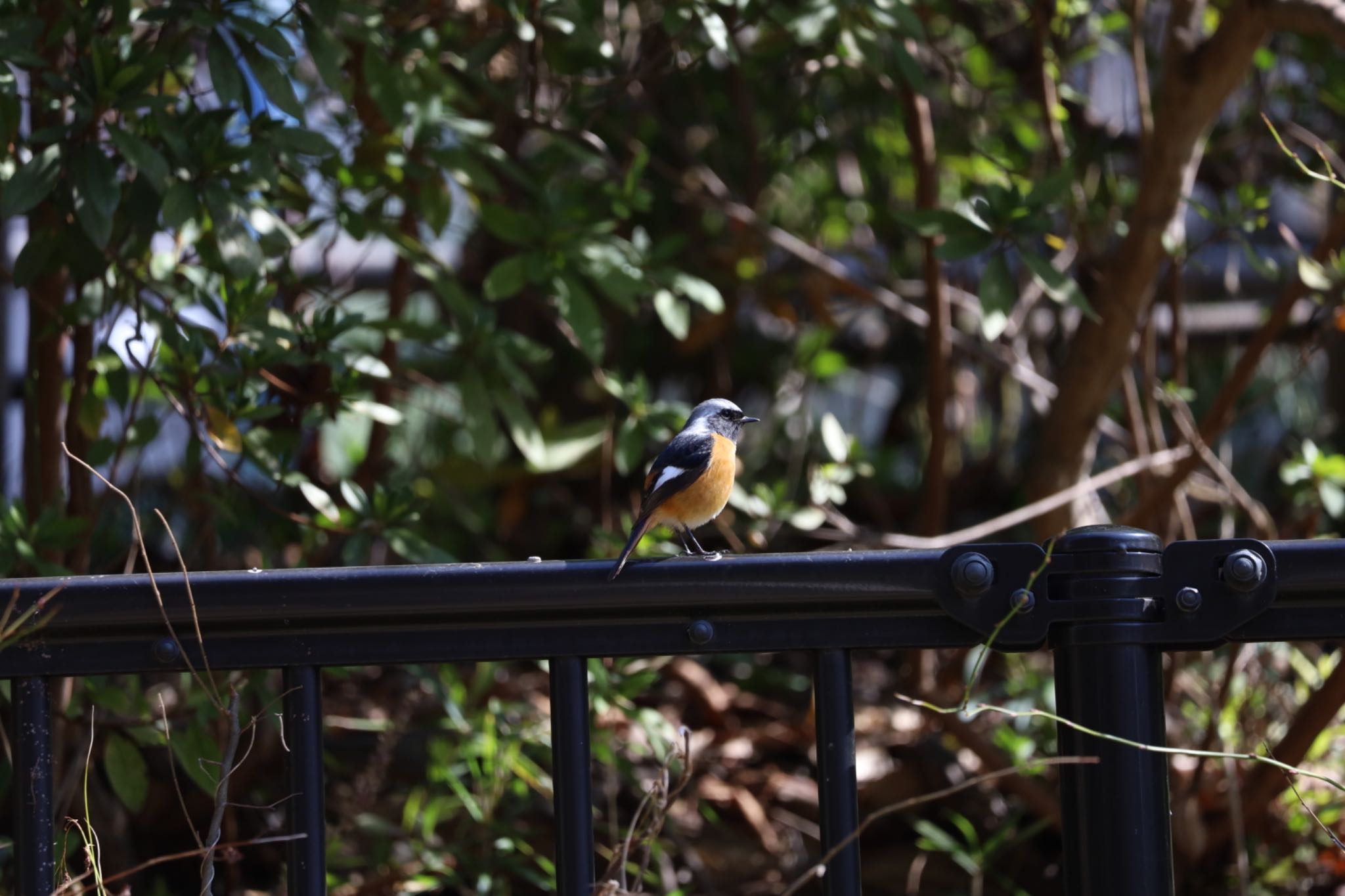 Photo of Daurian Redstart at 善福寺公園 by なご