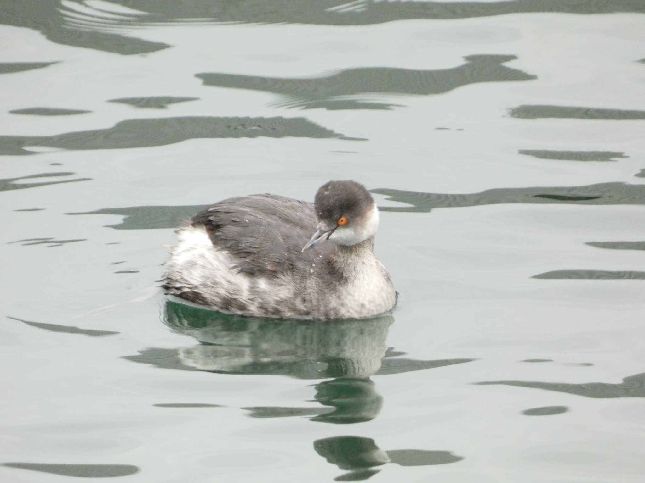 Photo of Black-necked Grebe at 敦賀 by koshi