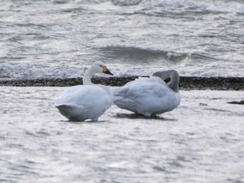 Tundra Swan 琵琶湖 Mon, 2/13/2023