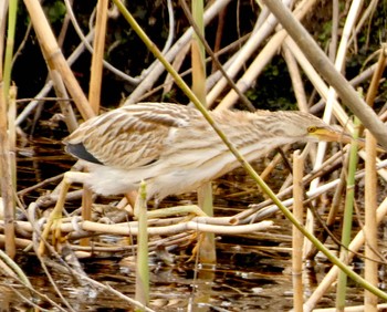 Yellow Bittern 境川遊水池 Sat, 3/2/2024