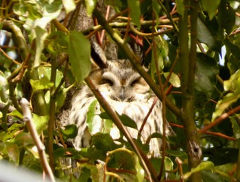 Sat, 3/2/2024 Birding report at 中里公園(寒川町)