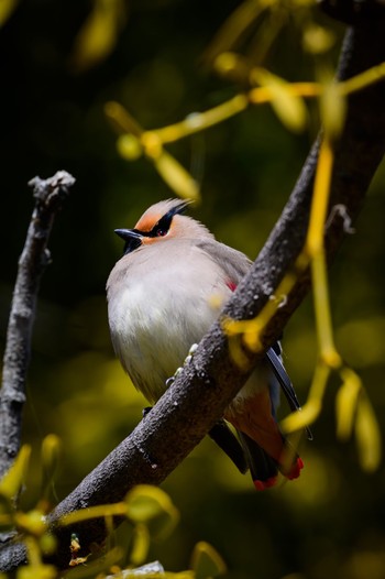 2024年3月3日(日) 大室公園の野鳥観察記録