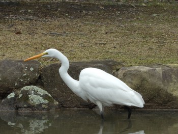 Great Egret Nara Park Mon, 2/26/2024