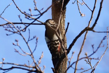 アカゲラ 葛西臨海公園 2024年3月4日(月)