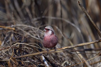 Siberian Long-tailed Rosefinch つつじが岡公園 Sat, 2/24/2024