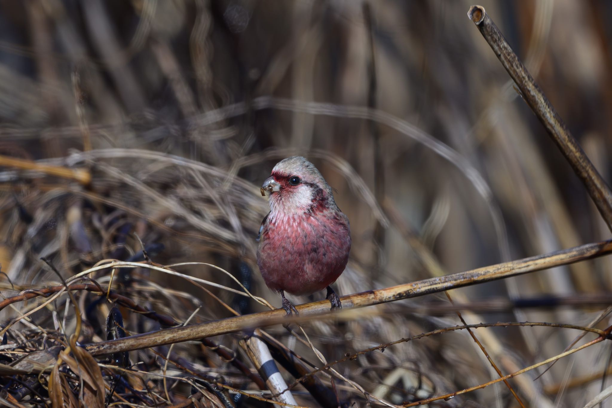 Photo of Siberian Long-tailed Rosefinch at つつじが岡公園 by Yuji