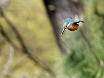 カワセミ 都立猿江恩賜公園 2024年3月2日(土)