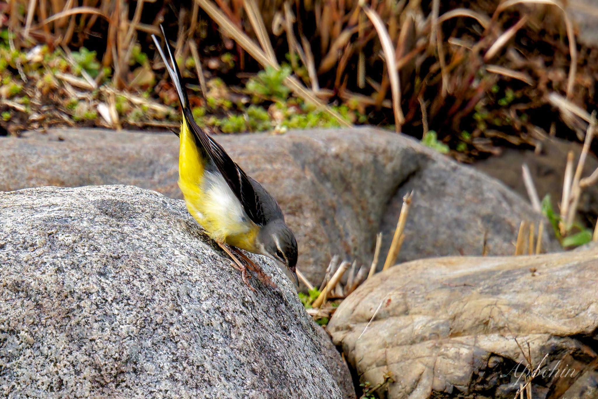 Grey Wagtail