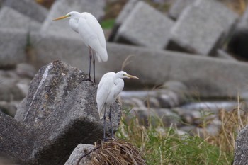 2018年12月2日(日) 埼玉県入間市霞川の野鳥観察記録