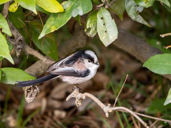 Sat, 3/2/2024 Birding report at 京都御所