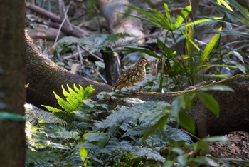 White's Thrush Higashitakane Forest park Sun, 3/3/2024