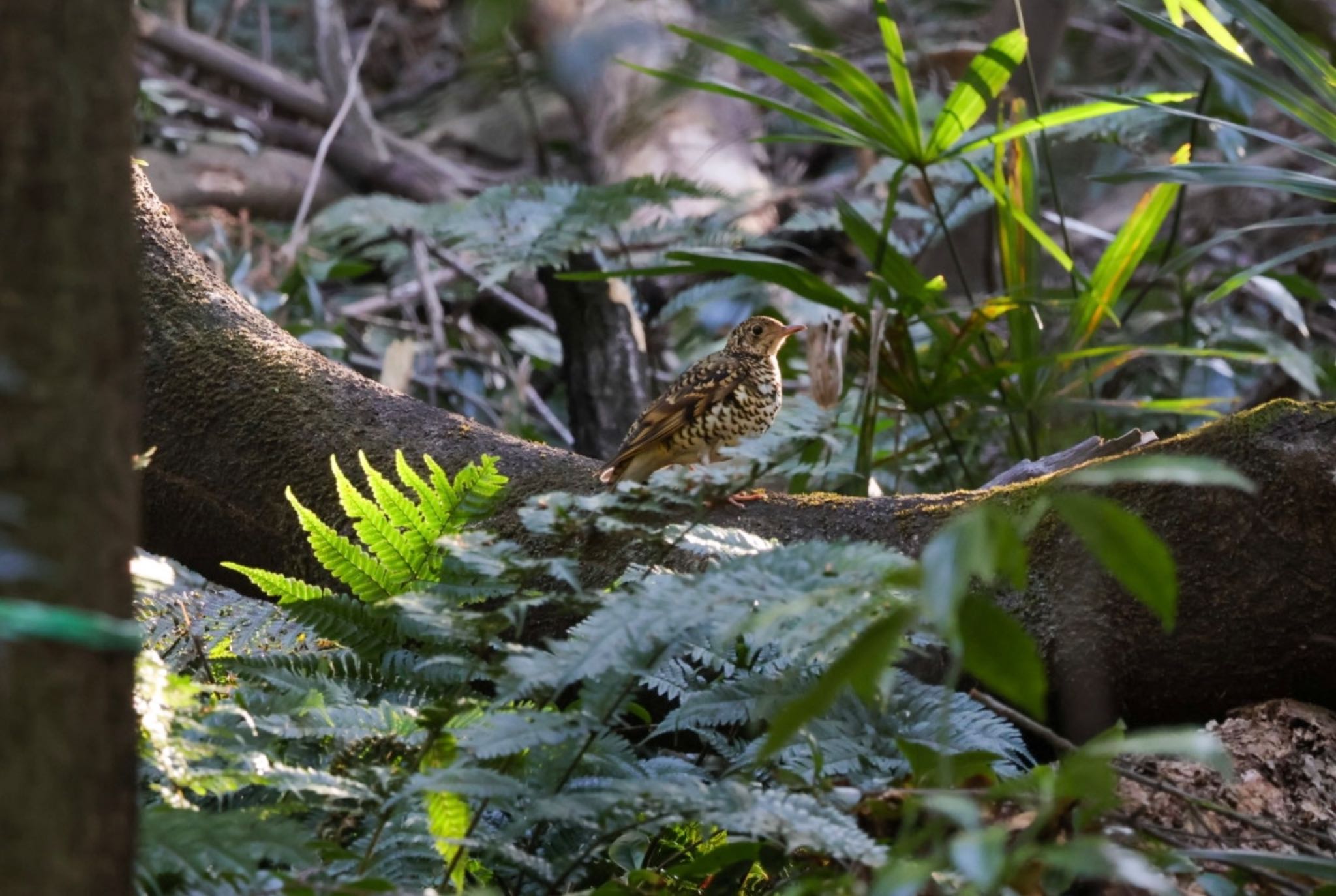 Photo of White's Thrush at Higashitakane Forest park by Allium