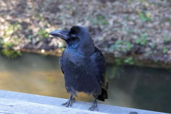 Large-billed Crow Higashitakane Forest park Sun, 3/3/2024