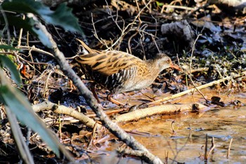 Brown-cheeked Rail 21世紀の森と広場(千葉県松戸市) Sun, 3/3/2024