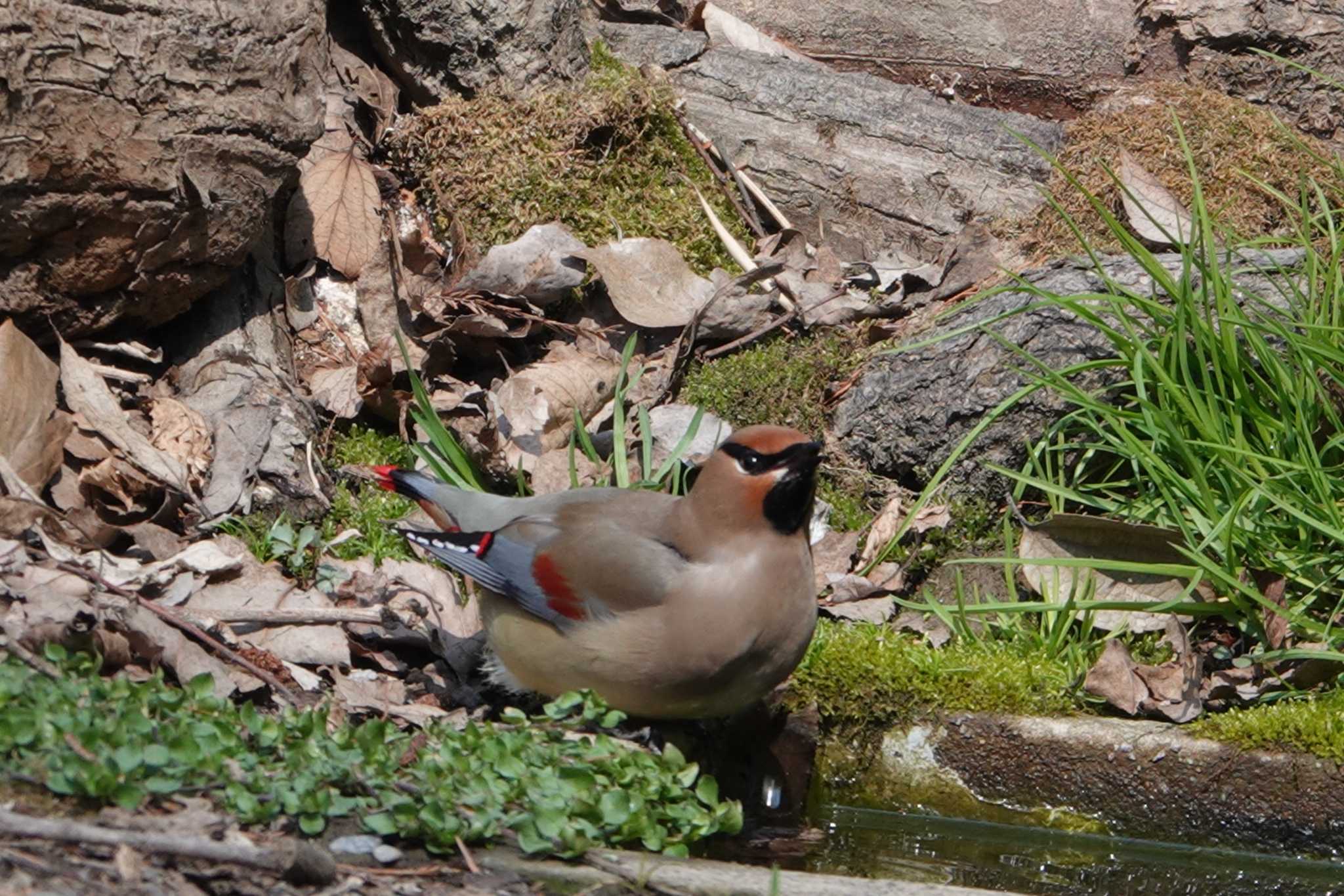 秋ヶ瀬公園(野鳥の森) ヒレンジャクの写真 by  Utz