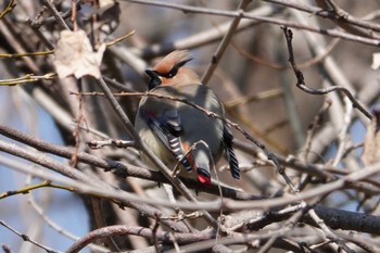 Japanese Waxwing 秋ヶ瀬公園(野鳥の森) Mon, 3/4/2024