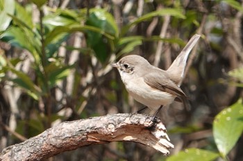 2024年3月4日(月) 大阪城公園の野鳥観察記録