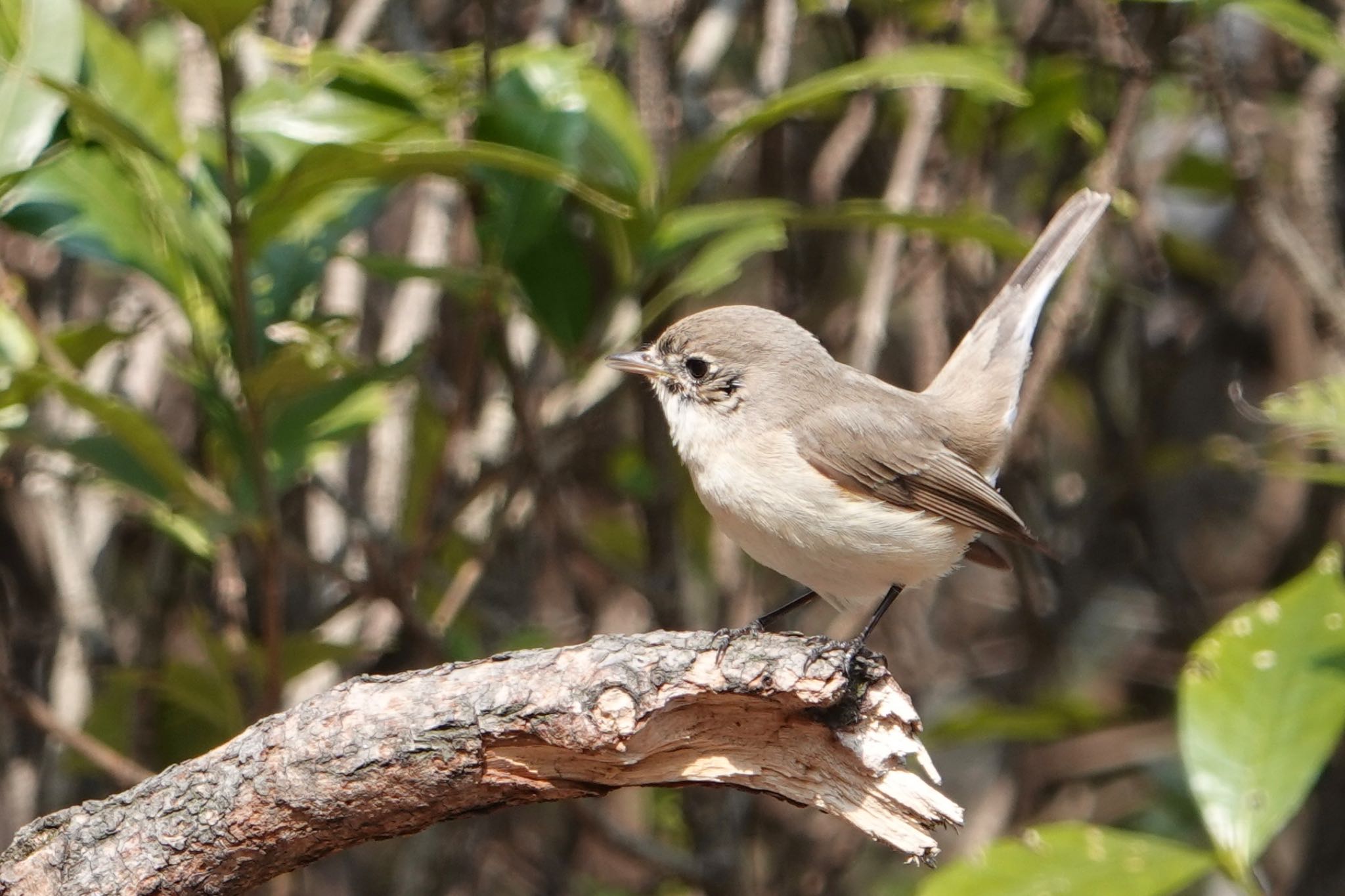 Red-breasted Flycatcher