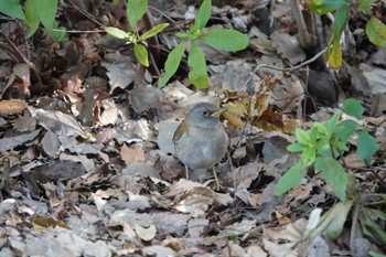 Pale Thrush Osaka castle park Mon, 3/4/2024