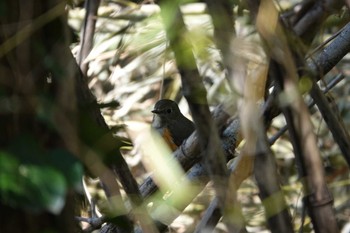 ルリビタキ 秋ヶ瀬公園(野鳥の森) 2024年3月4日(月)