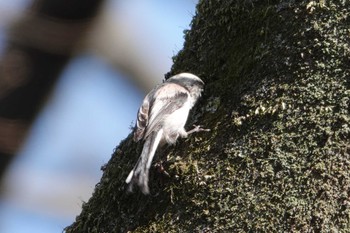 Long-tailed Tit 秋ヶ瀬公園(野鳥の森) Mon, 3/4/2024