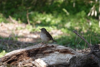 Pale Thrush 秋ヶ瀬公園(野鳥の森) Mon, 3/4/2024