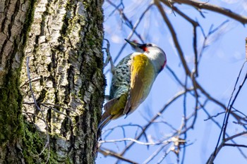 アオゲラ 秋ヶ瀬公園 こどもの森 2024年3月4日(月)